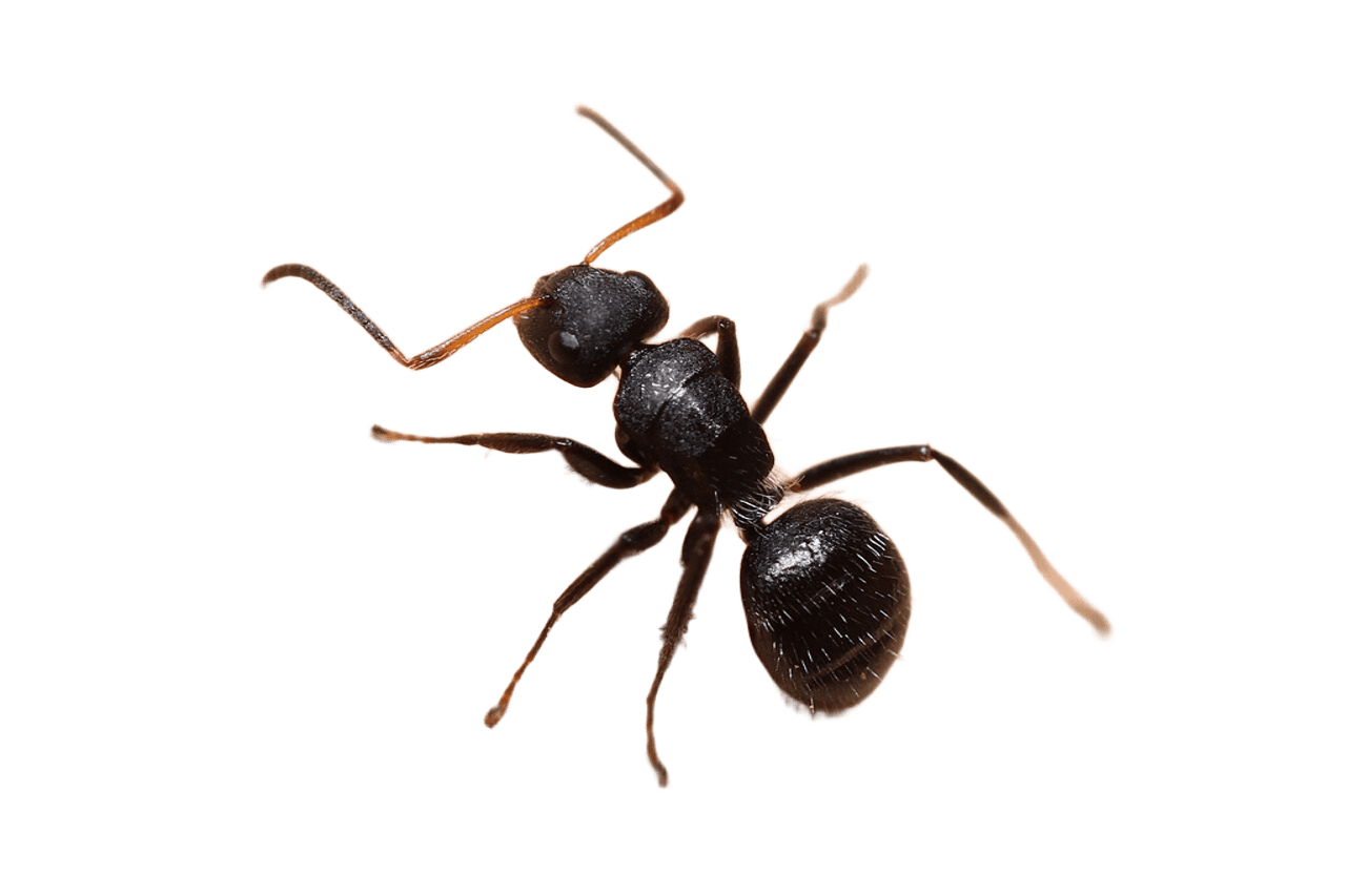 Ants