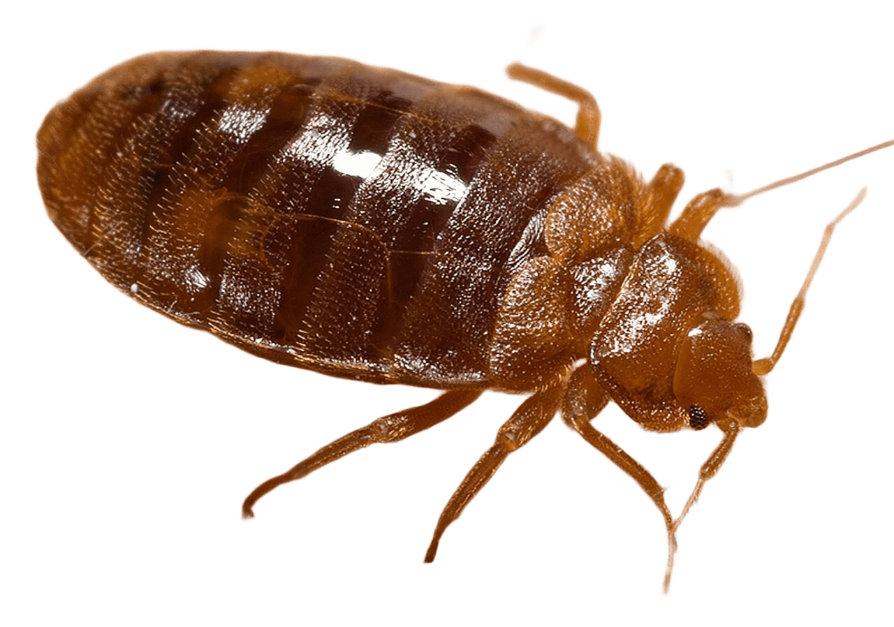Bed bugs