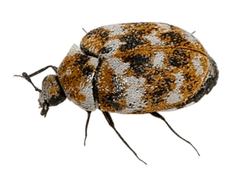 Carpet beetles