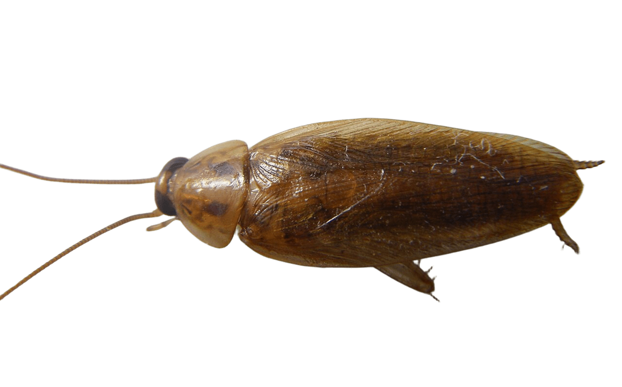 Cockroaches