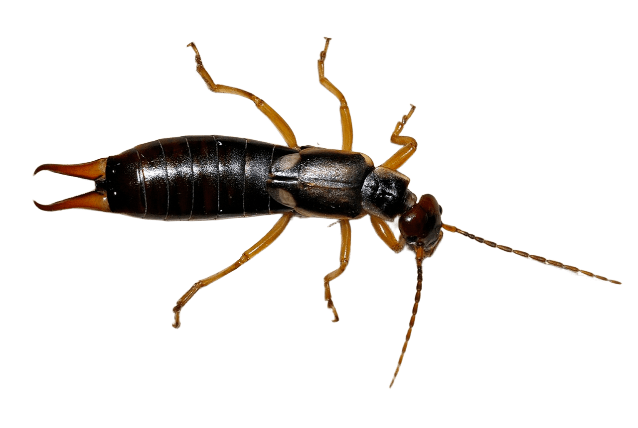 Earwigs
