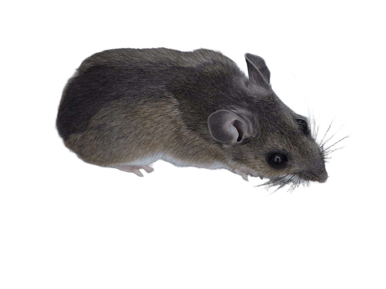 Rodents