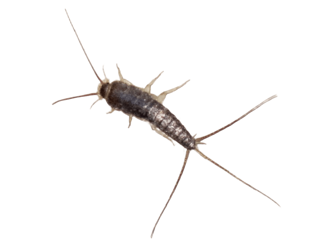 Silverfish