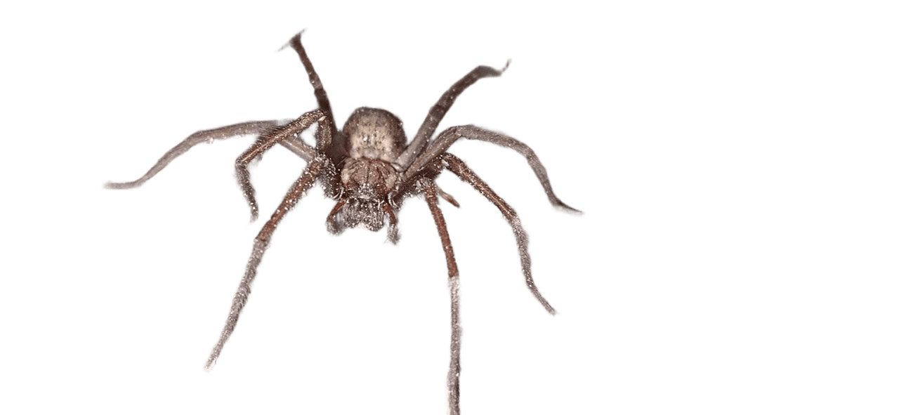Spiders